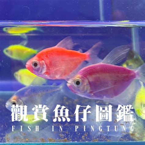 金磚魚好養嗎|【金磚魚好養嗎】 新手必看！金磚魚好養嗎？飼養心得一次公開